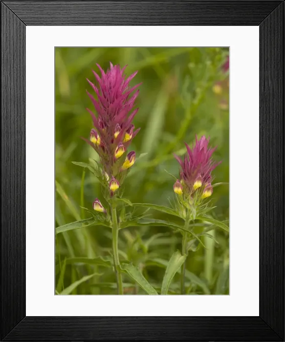 Framed Print : Field cow-wheat. Very rare in UK Framed Print : Field cow-wheat. Very rare in UK