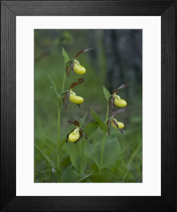 Framed Print : Lady's slipper orchids. Very rare in UK