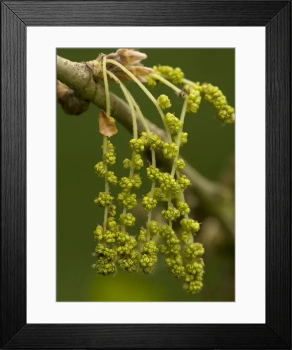 Framed Print : Male catkins of pedunculate (common) oak, spring Framed Print : Male catkins of pedunculate (common) oak, spring