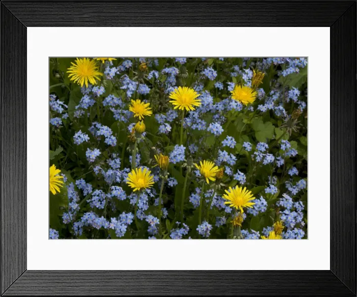 Framed Print : Forget Me Not Framed Print : Forget Me Not