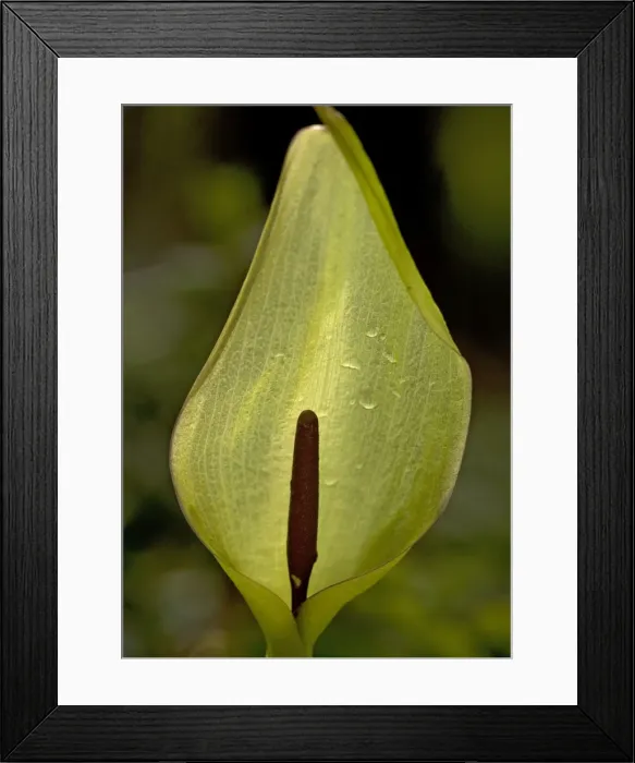 Framed Print : Lords and ladies Framed Print : Lords and ladies