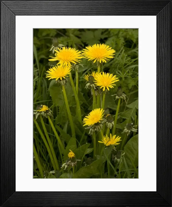 Framed Print : Dandelions Framed Print : Dandelions