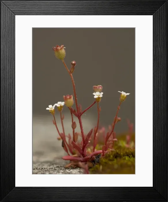 Framed Print : Rue-leaved saxifrage, on old wall Framed Print : Rue-leaved saxifrage, on old wall