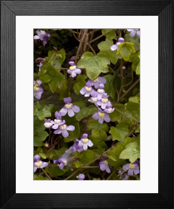 Framed Print : Kenilworth Ivy / Ivy-leaved Toadflax Framed Print : Kenilworth Ivy / Ivy-leaved Toadflax