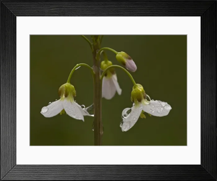 Framed Print : Cuckoo flower / Milkmaids. Spring flower Framed Print : Cuckoo flower / Milkmaids. Spring flower