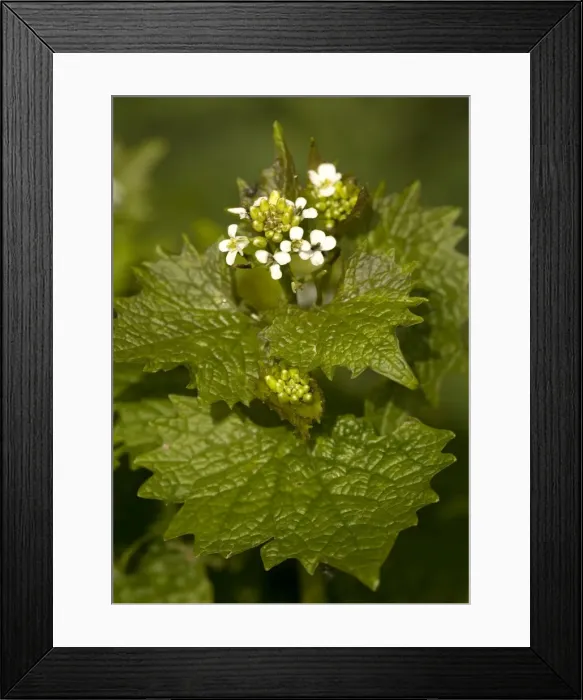 Framed Print : Garlic mustard Framed Print : Garlic mustard