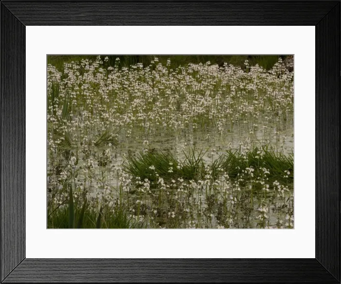 Framed Print : Water-violet, flowering in pond Framed Print : Water-violet, flowering in pond