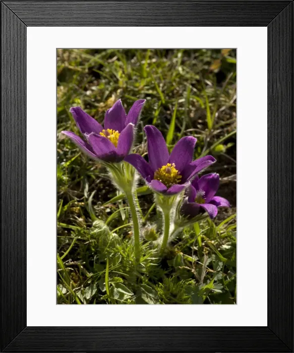 Framed Print : Pasque flowers. Rare plant in UK Framed Print : Pasque flowers. Rare plant in UK