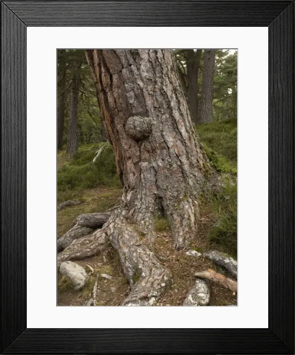 Framed Print : Scots Pine trees Framed Print : Scots Pine trees