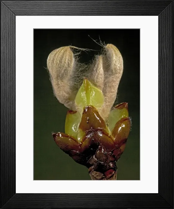 Framed Print : Sticky buds (horse chesnut) opening in spring Framed Print : Sticky buds (horse chesnut) opening in spring