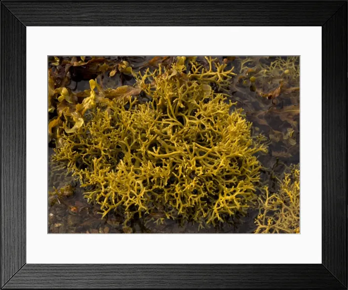 Framed Print : Seaweed. ROG-11556. Seaweed. Scotland. Ascophyllum nodosum var Framed Print : Seaweed. ROG-11556. Seaweed. Scotland. Ascophyllum nodosum var