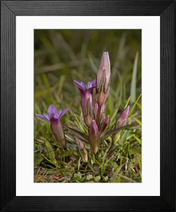 Framed Print : Early gentian, endemic to UK. anglic Framed Print : Early gentian, endemic to UK. anglic