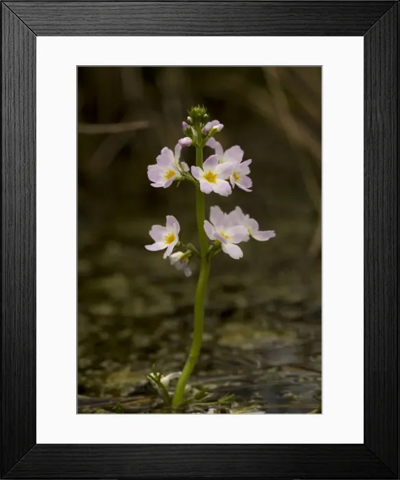 Framed Print : Water-violet, flowering in pond Framed Print : Water-violet, flowering in pond