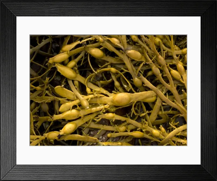 Framed Print : Seaweed. ROG-11557. Seaweed - showing bladders Framed Print : Seaweed. ROG-11557. Seaweed - showing bladders