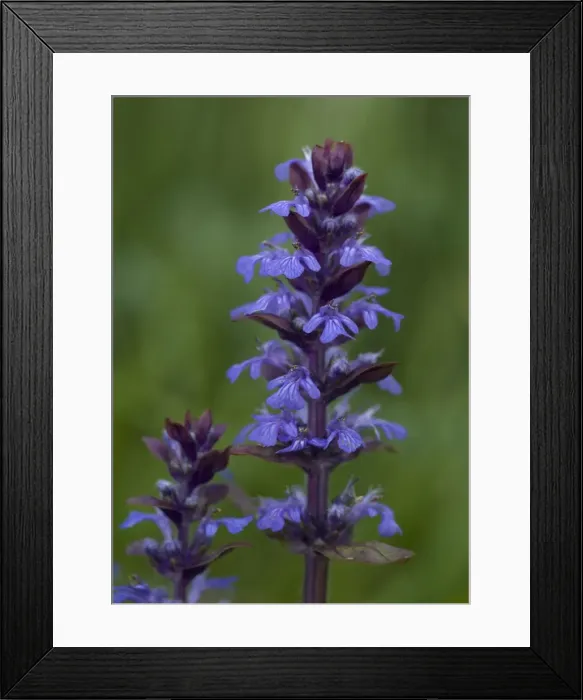 Framed Print : Bugle in flower Framed Print : Bugle in flower
