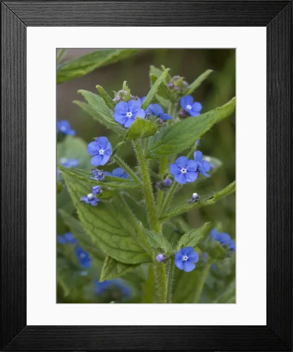 Framed Print : Green alkanet. Naturalised in UK, from S. Europe Framed Print : Green alkanet. Naturalised in UK, from S. Europe