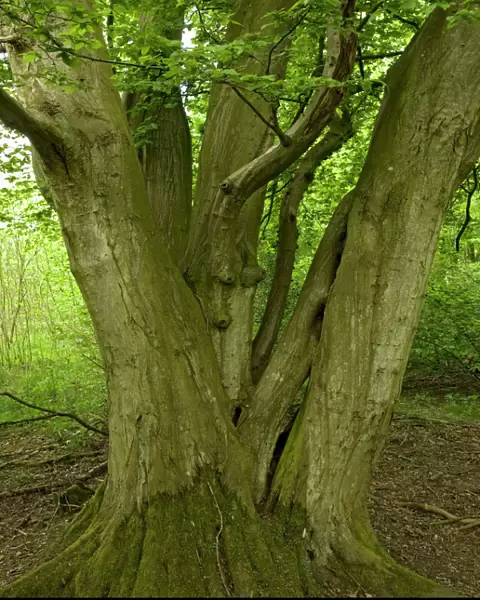 Old coppiced hornbeams - Ancient mixed broadleaved woodland. Wolves Wood, Norfolk, UK