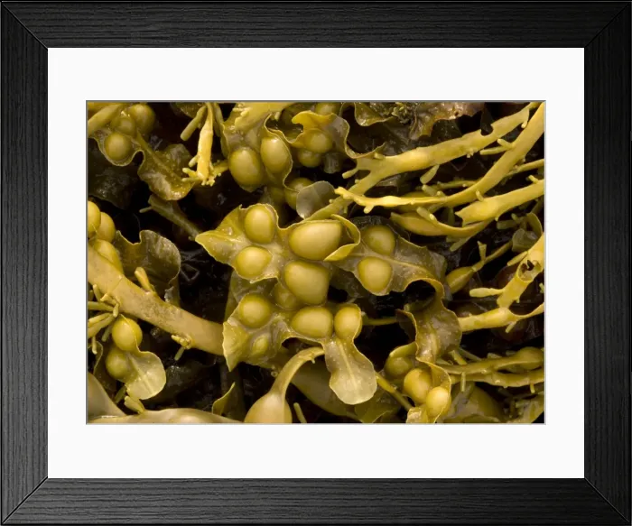 Framed Print : Seaweed. ROG-11559. Seaweed. UK. Fucus vesiculosus Framed Print : Seaweed. ROG-11559. Seaweed. UK. Fucus vesiculosus