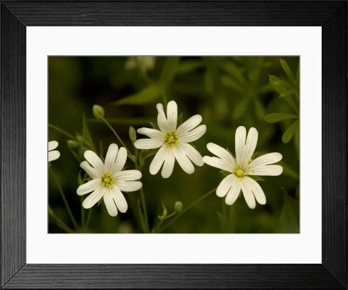 Framed Print : Greater stitchwort. Spring flower Framed Print : Greater stitchwort. Spring flower