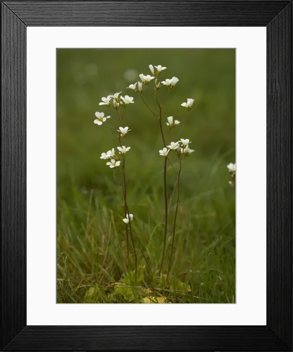 Framed Print : Meadow Saxifrage Framed Print : Meadow Saxifrage