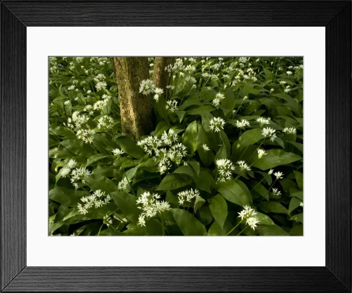 Framed Print : Mass of wild garlic (or ramsons) flowering in ancient coppice woodland Framed Print : Mass of wild garlic (or ramsons) flowering in ancient coppice woodland