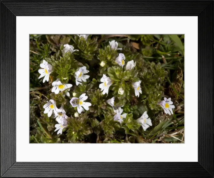 Framed Print : Euphrasia tetraquetra Framed Print : Euphrasia tetraquetra