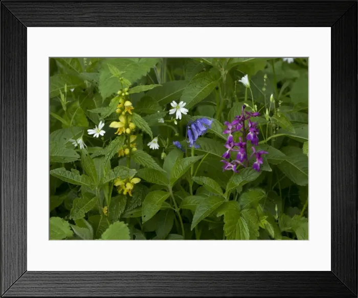 Framed Print : Woodland flowers in spring: greater stitchwort (Stellaria holostea), yellow archangel (Lamiastrum galeobdolon), bluebell (Hyacinthoides non-scriptus) and early purple orchid (Orchis mascula) Framed Print : Woodland flowers in spring: greater stitchwort (Stellaria holostea), yellow archangel (Lamiastrum galeobdolon), bluebell (Hyacinthoides non-scriptus) and early purple orchid (Orchis mascula)
