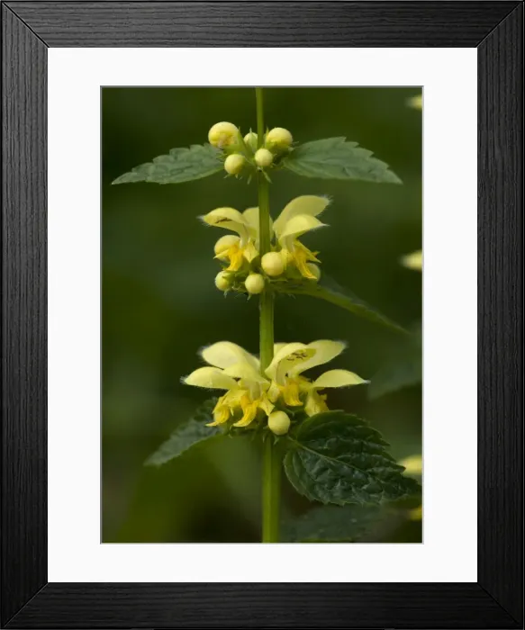 Framed Print : Yellow archangel Framed Print : Yellow archangel