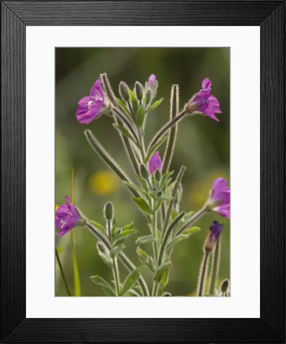 Framed Print : Hairy Willow-Herb Framed Print : Hairy Willow-Herb