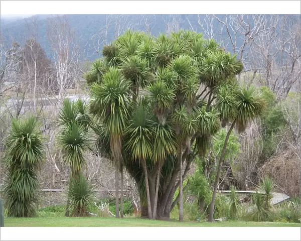 New Zealand Cabbage Tree. South Island, New Zealand. Endemic