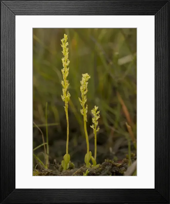 Framed Print : Bog Orchid Framed Print : Bog Orchid