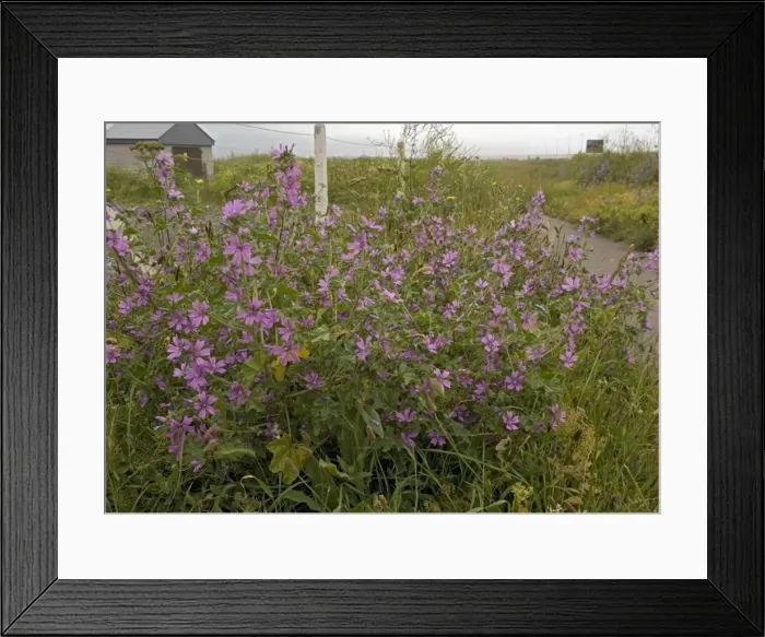 Framed Print : Common Mallow Framed Print : Common Mallow