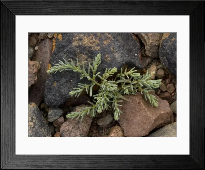 Framed Print : Dunmort. ROG-11586. Dunmort (Annual Sea-blite) - growing on rocks Framed Print : Dunmort. ROG-11586. Dunmort (Annual Sea-blite) - growing on rocks