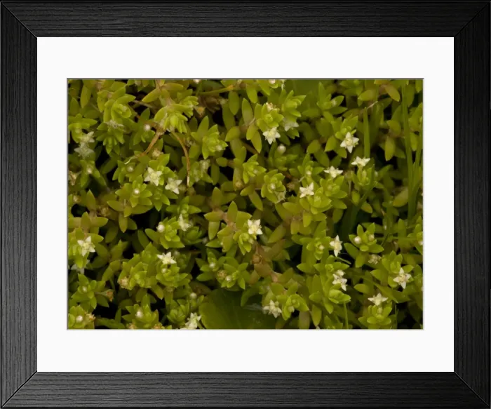 Framed Print : New Zealand Pigmyweed Framed Print : New Zealand Pigmyweed