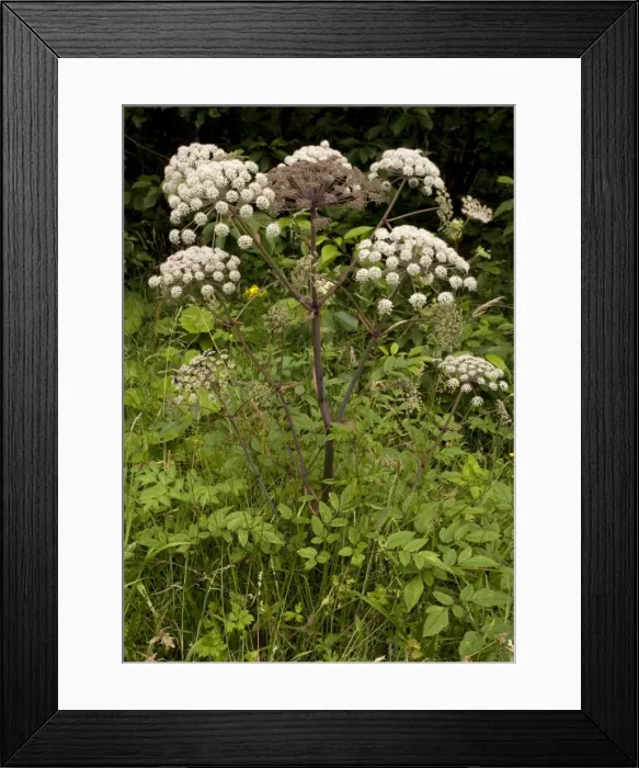 Framed Print : Wild angelica. Good insect plant Framed Print : Wild angelica. Good insect plant