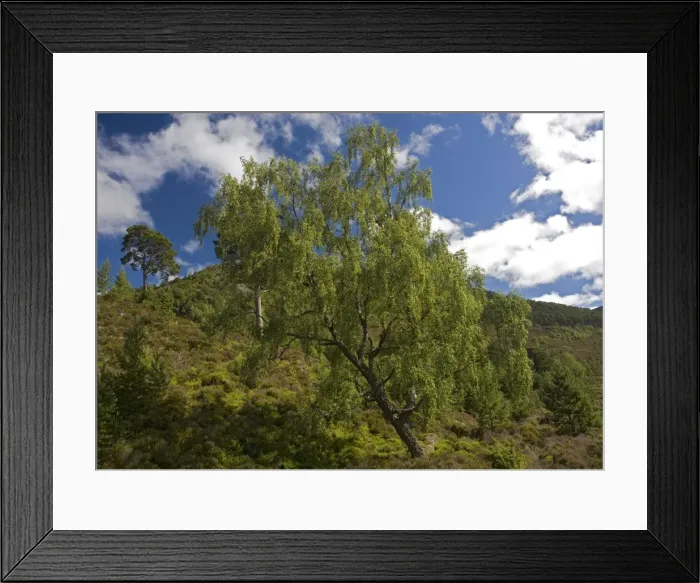 Framed Print : Downy birch Framed Print : Downy birch