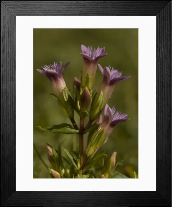 Framed Print : Gentian. ROG-11601. Gentian. chalk downland Framed Print : Gentian. ROG-11601. Gentian. chalk downland