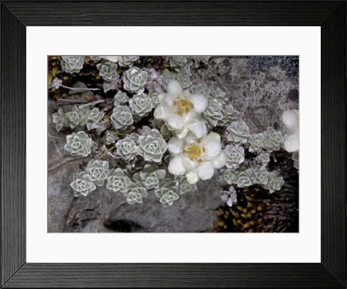 Framed Print : South Island Edelweiss; southern alps, South Island, New Zealand Framed Print : South Island Edelweiss; southern alps, South Island, New Zealand