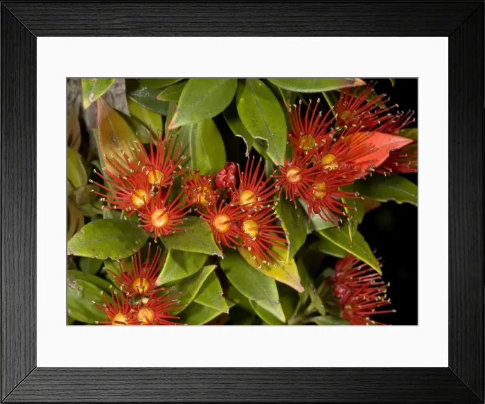 Framed Print : Southern Rata in flower. Stewart Island, New Zealand. Endemic. Myrtaceae Framed Print : Southern Rata in flower. Stewart Island, New Zealand. Endemic. Myrtaceae
