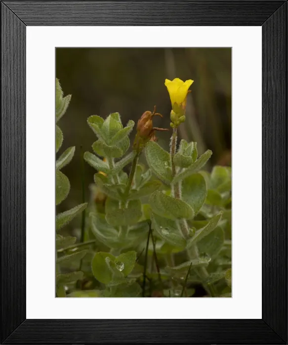 Framed Print : St Johns Wort Framed Print : St Johns Wort