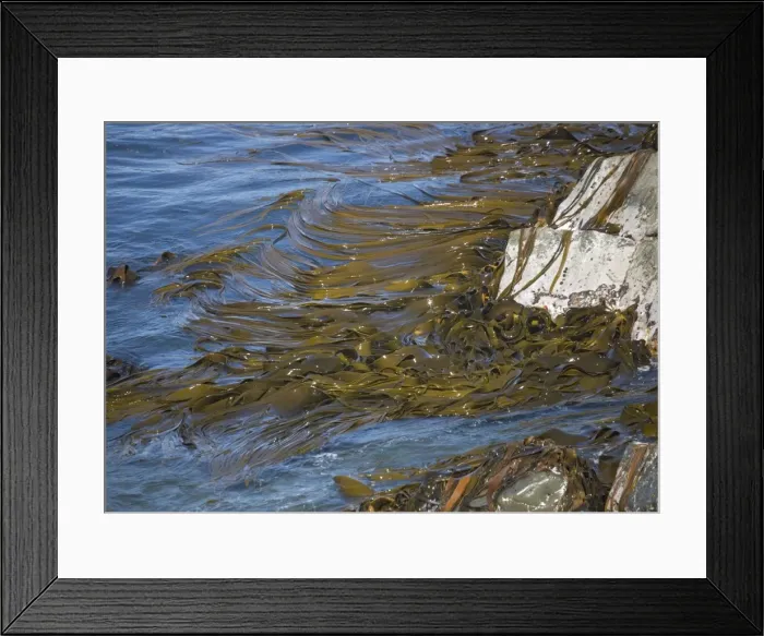 Framed Print : Bull kelp beds, near Kaikoura; South Island, New Zealand Framed Print : Bull kelp beds, near Kaikoura; South Island, New Zealand