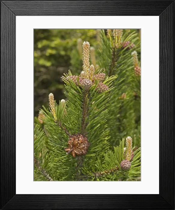 Framed Print : Mugo pine. ROG-11617. Mugo pine. Pinus mugo