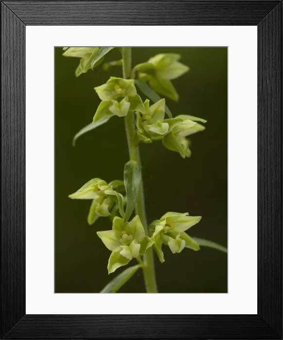 Framed Print : Young`s Helleborine Framed Print : Young`s Helleborine