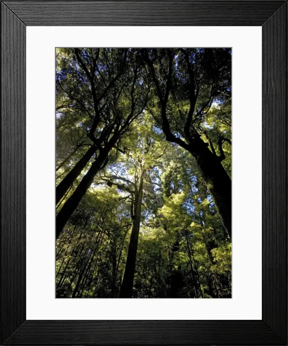 Framed Print : Ancient mixed podocarp forest, mainly Rimu, in Pureora rain forest, North Island, New Zealand Framed Print : Ancient mixed podocarp forest, mainly Rimu, in Pureora rain forest, North Island, New Zealand