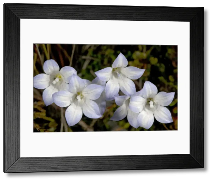 Framed Print : Maori bluebell (actually in bellflower family). North Island, New Zealand. Endemic Framed Print : Maori bluebell (actually in bellflower family). North Island, New Zealand. Endemic