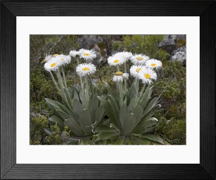 Framed Print : Large Mountain Daisy, in the southern alps; South Island, New Zealand Framed Print : Large Mountain Daisy, in the southern alps; South Island, New Zealand