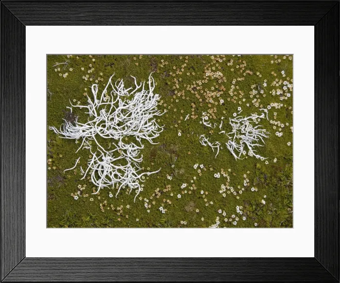 Framed Print : Lichen etc in alpine vegetation in The Obelisk or Old Man Range, at about 1500m; South Island, New Zealand Framed Print : Lichen etc in alpine vegetation in The Obelisk or Old Man Range, at about 1500m; South Island, New Zealand