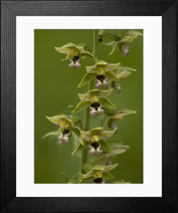Framed Print : Broad-leaved helleborine (orchid)
