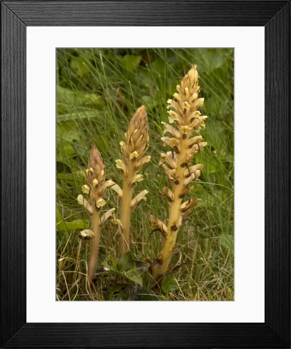 Framed Print : Ivy Broomrape Framed Print : Ivy Broomrape