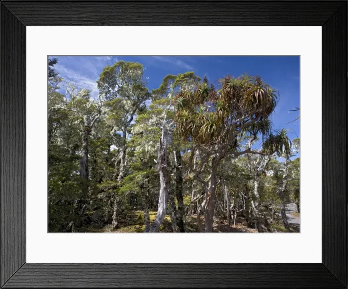Framed Print : Forest - New Zealand Framed Print : Forest - New Zealand